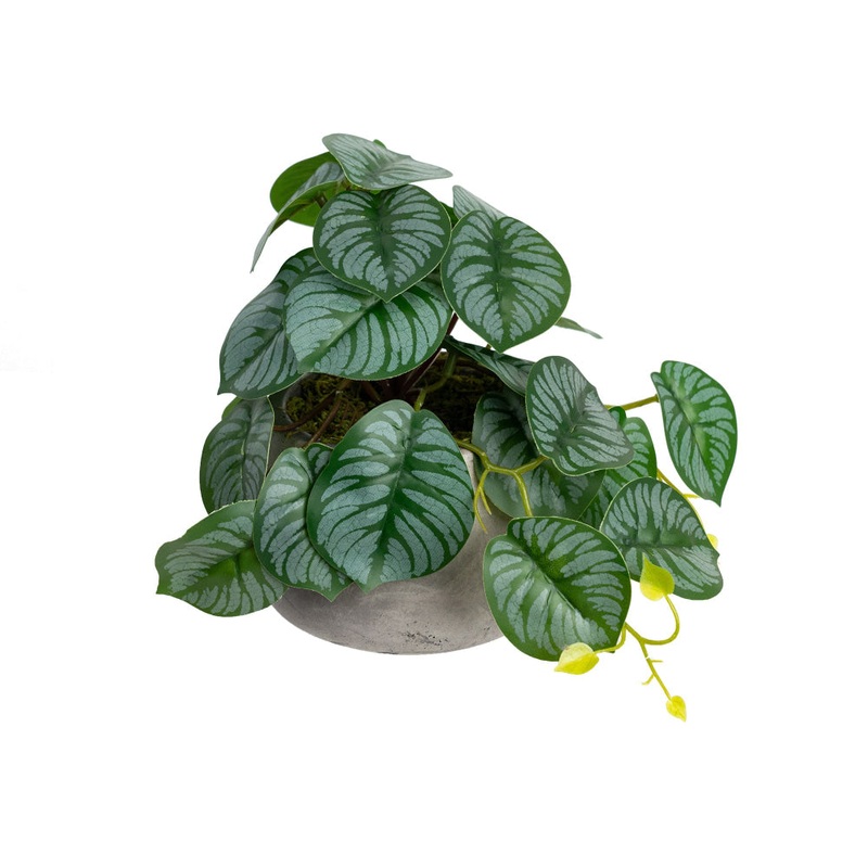 Calathea Bush Artificial Faux Plant Decorative 17cm In Pot